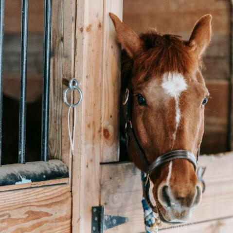 A chestnut horse looks out from a stall.